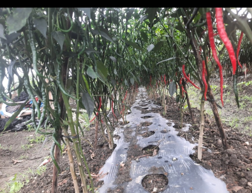 Cabai Merah Masyarakat